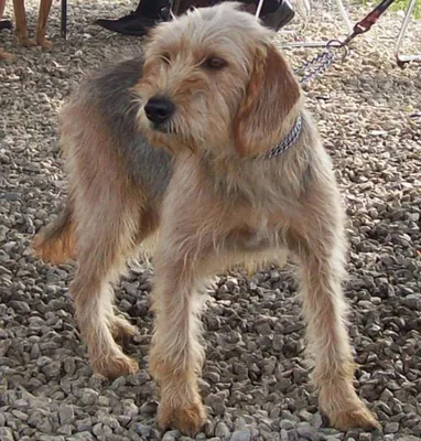 Фото собак в болгарском бараке: выберите формат и размер
