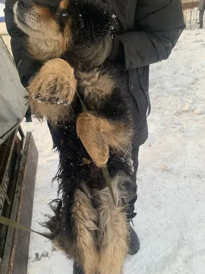 Собаки в болгарском бараке: фотографии в формате PNG
