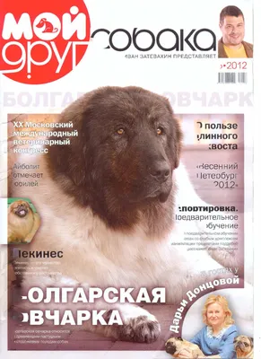 Фотографии собак в болгарском бараке: выберите размер для скачивания