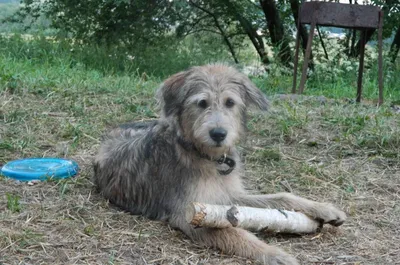 Болгарский барак: качественные изображения собак