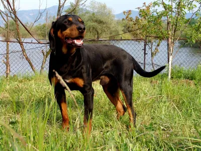 Болгарский барак: качественные фото собак на скачивание
