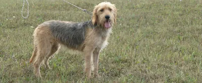 Собаки в болгарском бараке: загрузите фото в нужном формате