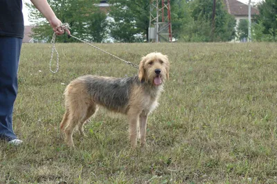 Фотографии собак в болгарском бараке: выберите размер и формат