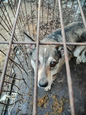 Портреты собак в болгарских бараках