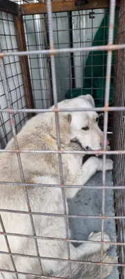 Фотографии болгарских бараков с собаками в разных позах