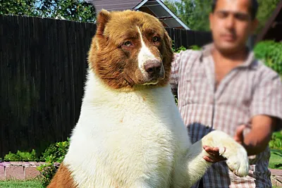 Болгарские бараки для собак: фото, которые вдохновят вас на новые идеи