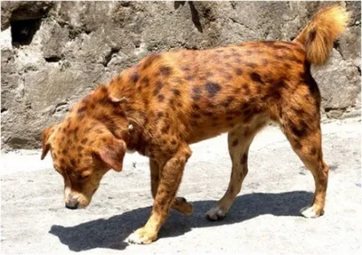 Собаки в болгарских бараках: красивые фотографии в разных ракурсах