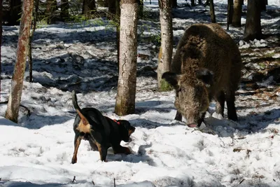 Фото болгарских бараков с собаками: выберите свой стиль