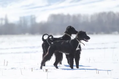 Собаки в болгарском бараке: загрузите фото в нужном размере