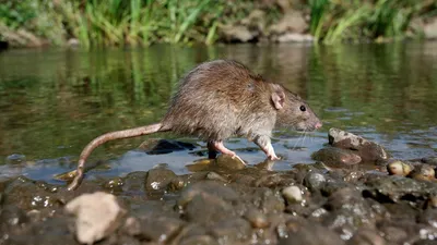 Картинка Болотная крыса с возможностью сохранения в WebP