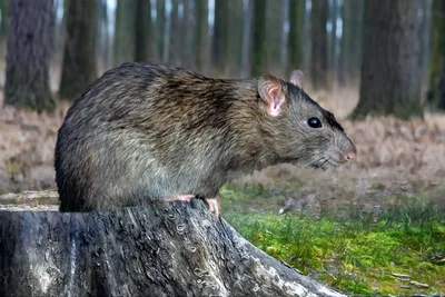 Фотография Болотная крыса для фонового изображения
