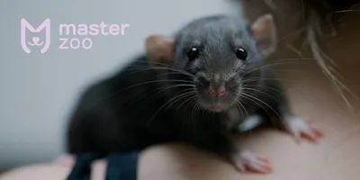 Фотобанк: Болотная крыса в различных размерах и форматах