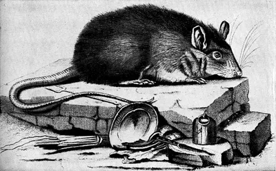 Фотография Болотная крыса в высоком качестве для печати
