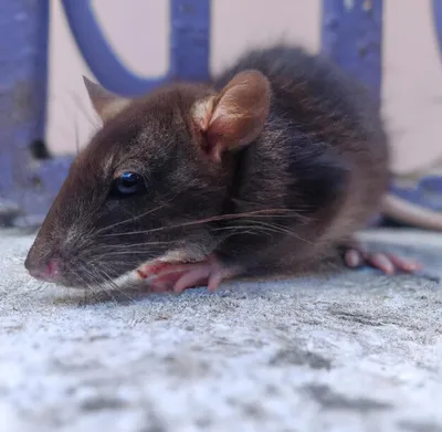 Изображение Болотная крыса в формате PNG для использования в видео-контенте