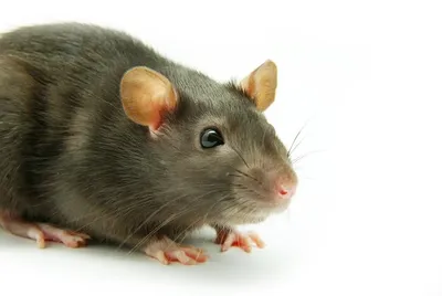 Картинка Болотная крыса с возможностью выбора размера для использования в коммерческих целях