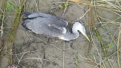 Близкое знакомство: Болотные птицы на вашем экране