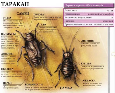 Большие черные тараканы: фотографии, которые вызывают интерес