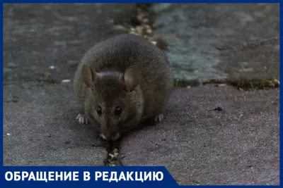 Фотка крупной крысы: Картинки разных размеров в высоком качестве