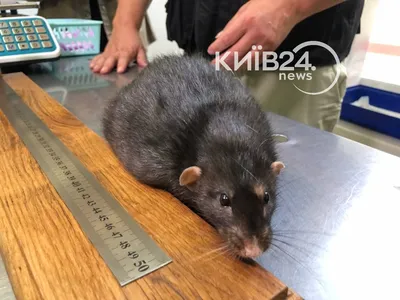 Фотография крысы: Картинки разных размеров в высоком качестве