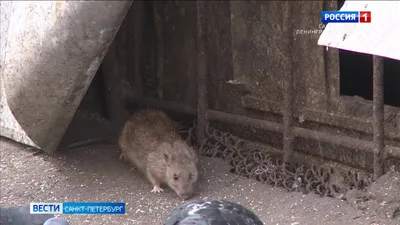 Фото большой крысы в высоком качестве с возможностью выбора формата