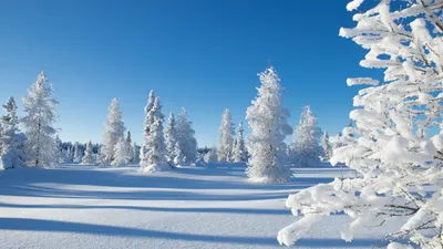 Фотографии зимнего волшебства: Размеры и форматы по вашему желанию