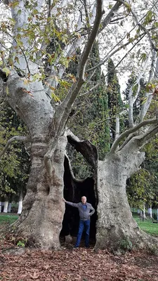 Подарок природы: удивительное Большое дерево на фотографии  