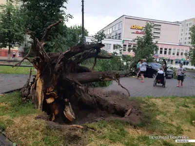 Фото большого дерева в стиле искусства