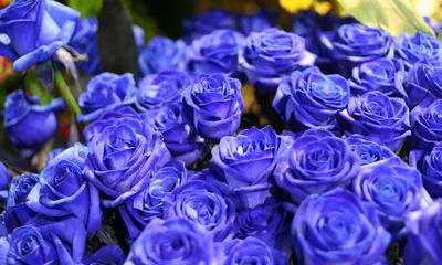 Фотография большого букета синих роз в формате webp