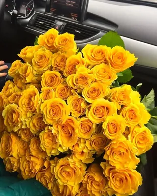 Фото с прекрасными желтыми розами