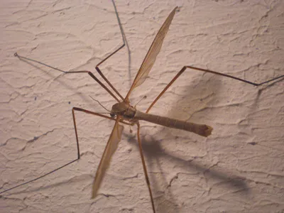 Новые фотографии большого комара