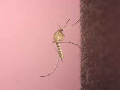 Фото большого комара в высоком разрешении