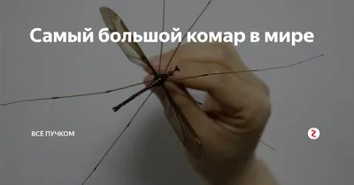 Фото большого комара в формате HD