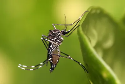 Фото большого комара в формате Full HD