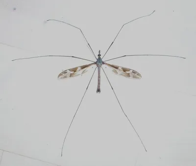 Скачать бесплатно фото большого комара в хорошем качестве