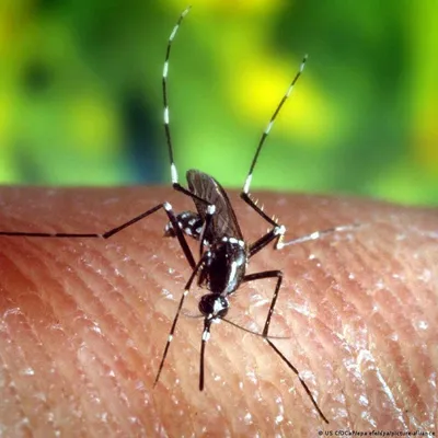 Новые изображения большого комара