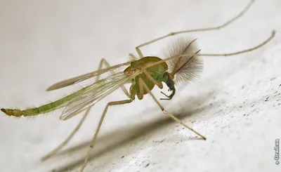 Фото большого комара в формате JPG для скачивания