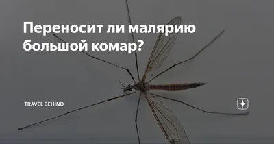 Фото большого комара в высоком качестве