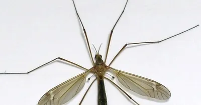 Фото большого комара в формате HD в хорошем качестве