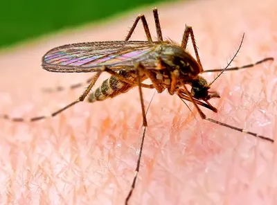 Фото большого комара в формате Full HD в хорошем качестве