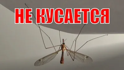 Фото большого комара в формате JPG в хорошем качестве
