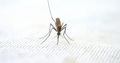 Большой комар - опасный насекомый с фото