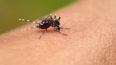 Все, что вы хотели знать о Большом комаре с фото