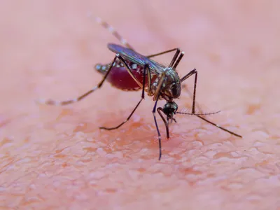 Загадочный мир Большого комара на фото