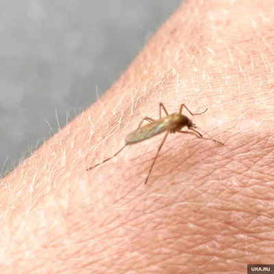 Большой комар на фото: удивительные факты