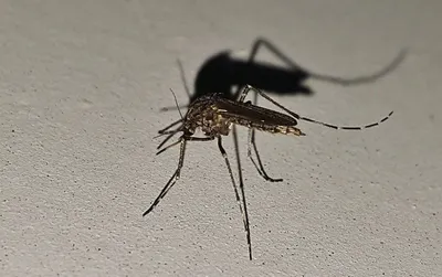 Интересные фотографии Большого комара