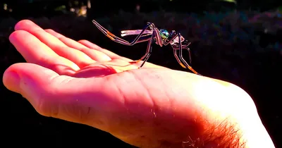 Большой комар на фото: удивительные изображения