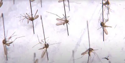 Уникальные фотографии Большого комара