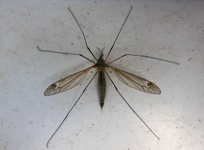 Большой комар - фото и интересные факты