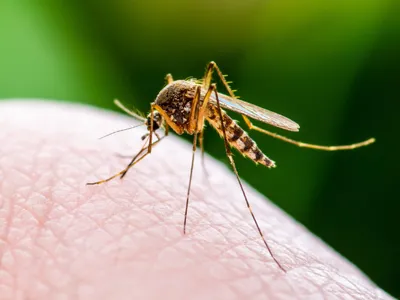 Фотографии Большого комара и захватывающие детали