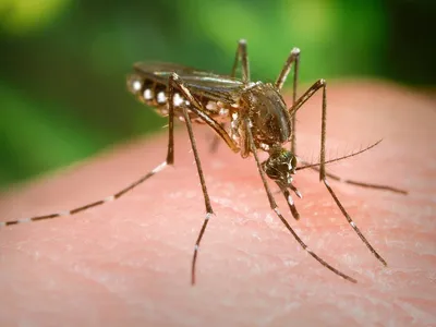 Удивительные фотографии Большого комара